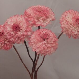HDF_ DryFlower_Shola Zinniary 8cm Bunch Light Pink